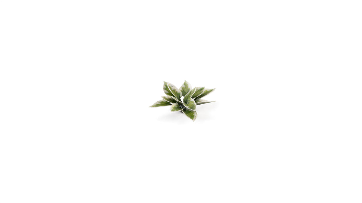 Gamers Grass - Laser Plants - Plantain Lily