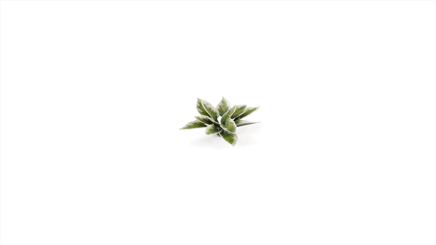 Gamers Grass - Laser Plants - Plantain Lily