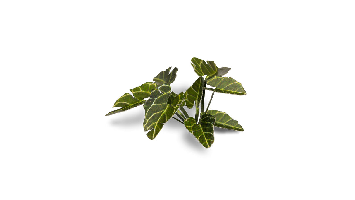 Gamers Grass - Laser Plants - Elephant Ear