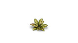 Gamers Grass - Laser Plants - Dumb Cane