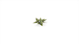 Gamers Grass - Laser Plants - Plantain Lily